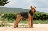 AIREDALE TERRIER 353